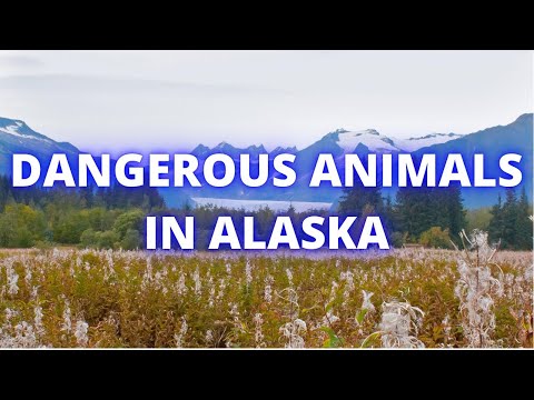 What animal kills the most humans in Alaska?