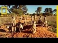 MEERKATS 3D | National Geographic