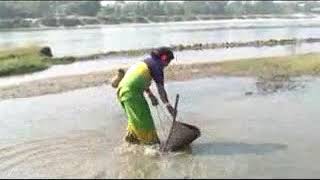 bodo women catching fish along with ada baja. comedy video