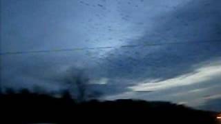 Traverse City Murmuration (or starlings migration)