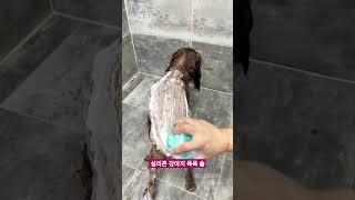 (유료광고) 반려동물 실리콘 목욕 마사지 브러시 2종 세트  [제품링크 댓글 참고]