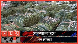 রফতানি বন্ধ, দেশেও দাম পাচ্ছেন না পান চাষিরা | Betel Leaf | Bagerhat | Business News