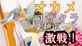 赤粟穂巡ってオカメとコザクラ女子バトル⁉️オカメも諦めません！知能戦！男は見てるだけ😅