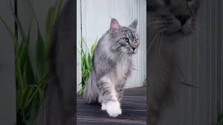 粘粘宝～你们...真的超乖呀 缅因猫 遛猫 夹子音小猫 我和我的猫 有镜头感的小猫