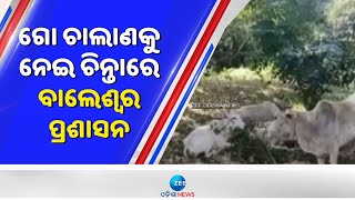 Cow Smuggling: ଗୋ ଚାଲାଣକୁ ନେଇ ଚିନ୍ତାରେ ବାଲେଶ୍ୱର ପ୍ରଶାସନ | ZeeOdishaNews