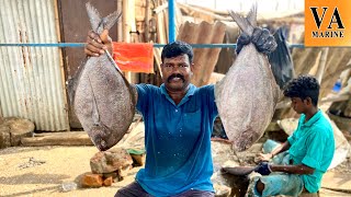 🔥🔪காசிமேடு சிறுத்தை துரை 🦈கருப்பு வவ்வால் மீன்🦈(BLACK POMFRET FISH) வெட்டும் காட்சி🔪VA MARINE🔪