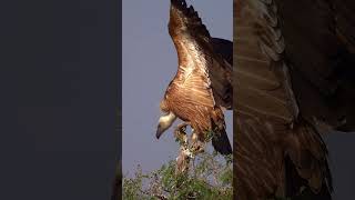 GRIFFON VULTURE. #shorts #shortsfeed  #shortsviral  #animals #animalshorts #birds