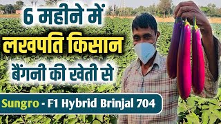 6 महीने की खेती से लखपति बन सकता हैं किसान ¦¦ बैंगनी की खेती ¦¦ Sungro - F1 Hybrid Brinjal 704