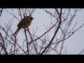 common yellow throat warbler