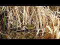 common yellow throat warbler