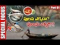 Pulasa Fish | Godavari Special Costly Fish | Special Focus | Part 1 | NTV