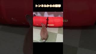 トンネルからの襲撃#shorts #うさぎ #rabit #bunny #うさぎと猫