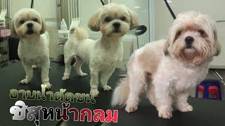 ตัดขนชิสุหน้ากลม✂️🐶Shih Tzu Grooming