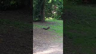 🇩🇪ドイツ•デュッセルドルフ市の住宅街に住むリスさん～普通に街中に野鳥やリスがいます🐿️🐦️🎵