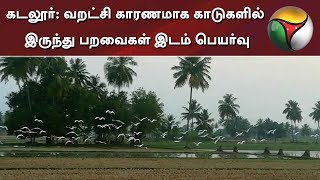 Birds migrate into city areas for food, water in Cuddalore areas #Birds