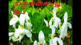 ஆரோக்கியம் தரும் முருங்கைப்பூ சூப் || Murungai Poo Soup in Tamil || Moringa Flower soup in Tamil||