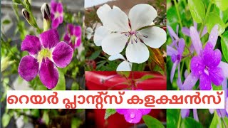 Rare Plants Collection |പുതിയ ചെടികൾ|Charus world| November Collections| Petrea volubilis| Melastoma