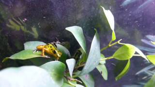 イチゴヤドクガエル　コロン　Dendrobates Pumilio Bocas Del Drago, Colon