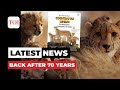 Cheetahs return to India: All you need to know about this reintroduction programme