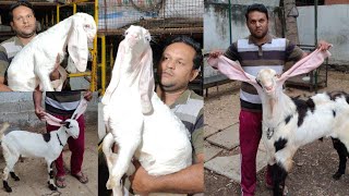 hyderabadi goat kids in solapur | breedline Hyderabadi gulabi bakra