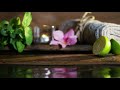 relaxing piano music bamboo water fountain sleep music relaxing music meditation music