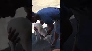 バリ犬まんじゅを預ける（引き取り日）