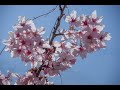 御立岬公園 河津桜 熊本県芦北町 2022 03 10