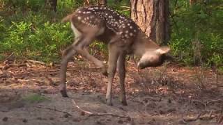 Proud Mother, Veluwe Movie