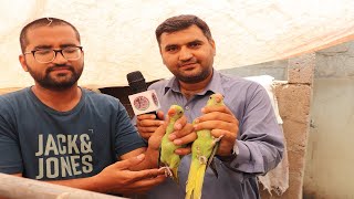 Indian Ring Neck Bacho Me Male aur Female ka Faraq With Proof | Sohail Ahmed TV