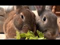 rabbit chewing sounds