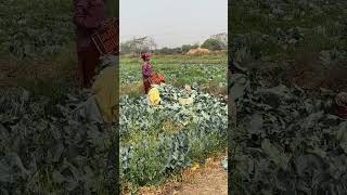 Cauliflower harvesting #farming #youtubeshorts #viral #farm #horticulture