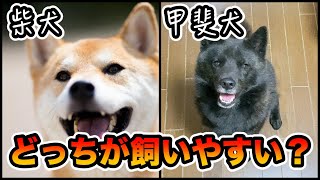 柴犬と甲斐犬の違い！飼いやすいのはどっち？