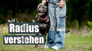 Hund GESTRESST und UNSICHER - so hilfst du ihm!