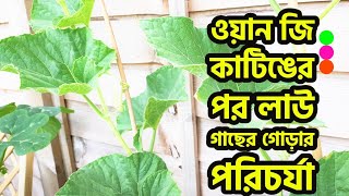 ওয়ান জি কাটিঙের পর লাউ গাছের গোড়ার পরিচর্যা CARING - BOTTLE GOURD LAUKI PLANTS ROOT LEVEL