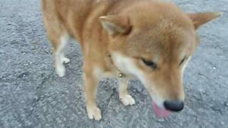 柴犬イチ　相手のいない悲しい発情　shiba inu