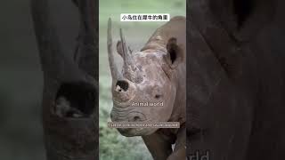 Bird lives in rhino‘s horn