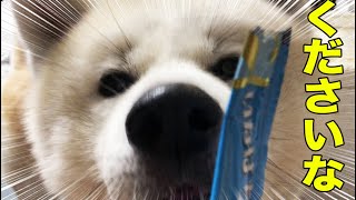 雨の日でもしっかりセコム・秋田犬そうすけ君の巻【VLOG】