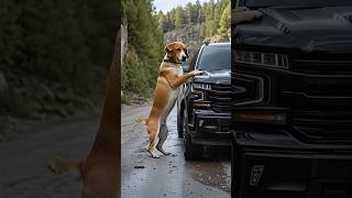 流浪狗母子救了司机一命Stray dog ​​mother and child saved driver's life #shorts