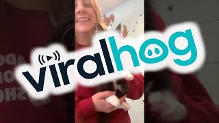 Kitten Says Hello to the Camera || ViralHog