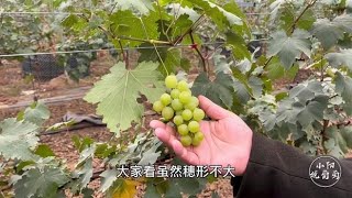 第一年种植黄金蜜葡萄，出乎意料的挂果了，那就给大家介绍一下