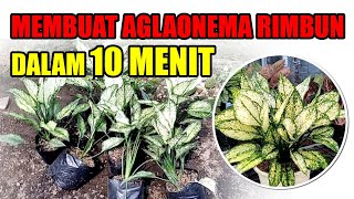 Tips GROUPING AGLAONEMA