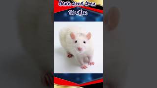 లీటర్ ఎలుక పాలు అక్షరాలా 18 లక్షలు!#facts #shortvideos #amazingfacts #viral#Trending#Mitraa facts