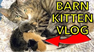 Maggie May Barn Cat Surprises Us With Kittens