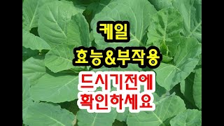 케일 효능과 부작용 드시기전에 확인하세요~