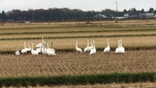 新潟市  白鳥 飛来