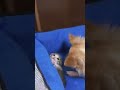 仔猫vsチワワ - A kitty vs a dog - #shorts