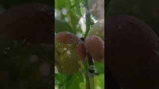 আমাৰ ঘৰৰ নৰাবগৰী  ।। Our Home Plums Fruit ।। #bskvlogs #shortvideos #assamese #Plums