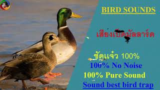 102 เสียงเป็ดมัลลาร์ด (mallard) เสียงชัดเเจ๋ว 100%