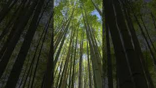 Bamboo forest, Japan