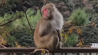 🎅ニホンザルにマイントピア別子！冬の別子銅山を満喫しました！🎅